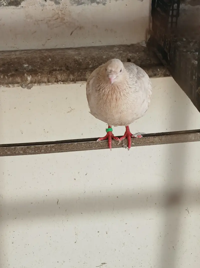 Pigeons Male — photo 2