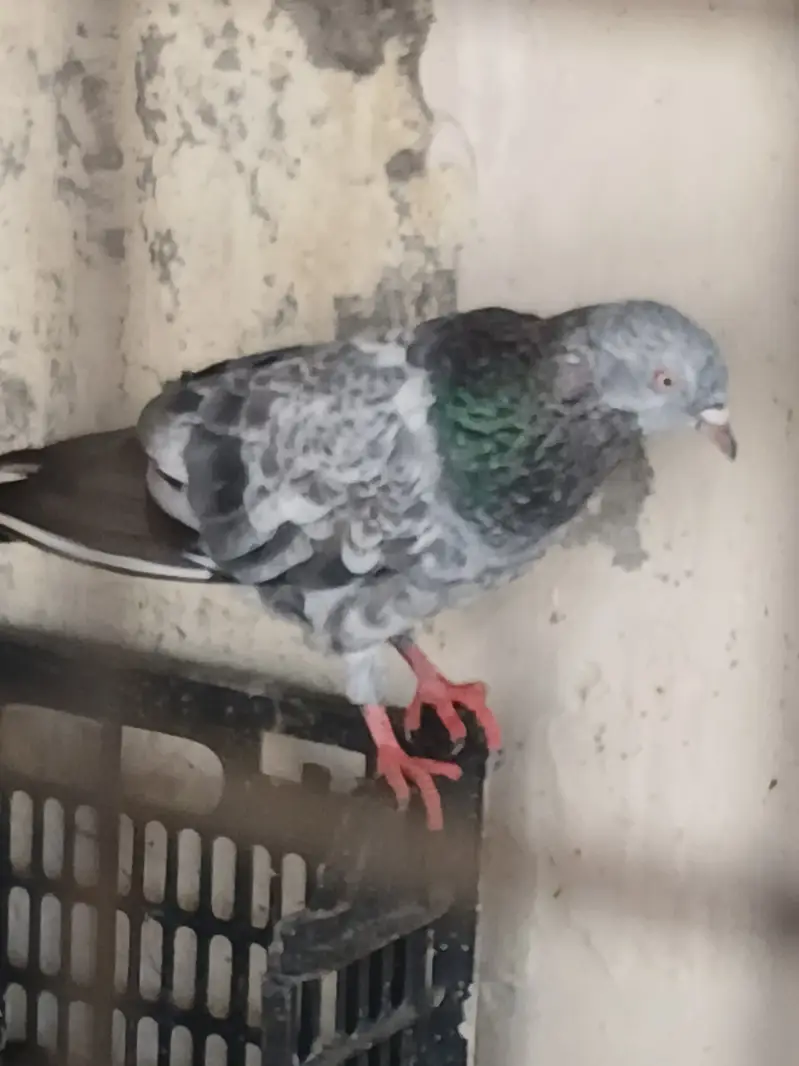 Pigeons Male — photo 3