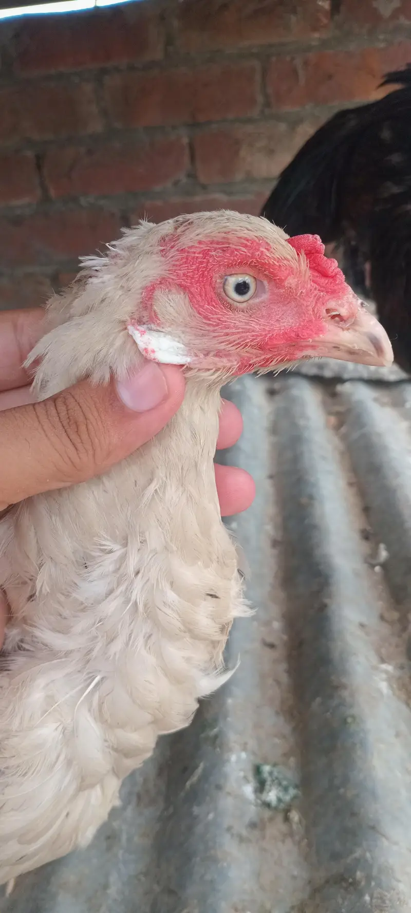 aseel white breeder female cross shomo — photo 3