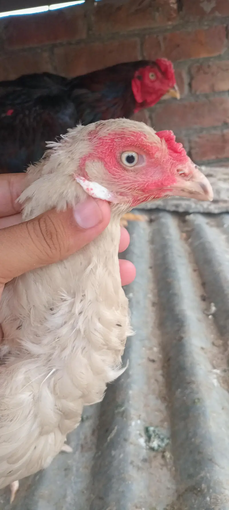 aseel white breeder female cross shomo — photo 4