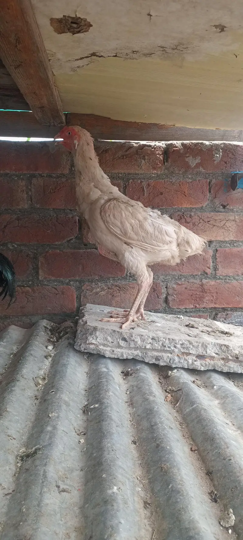 aseel white breeder female cross shomo — photo 6
