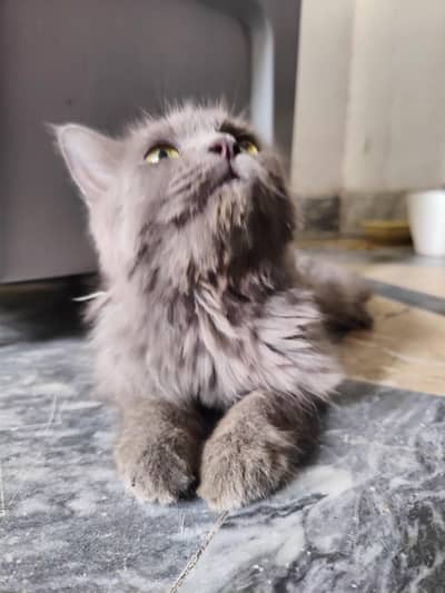 persian female grey cat