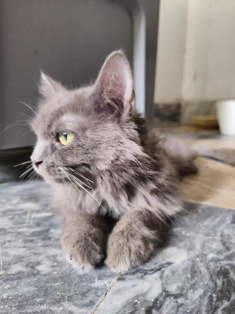 persian female grey cat — photo 2