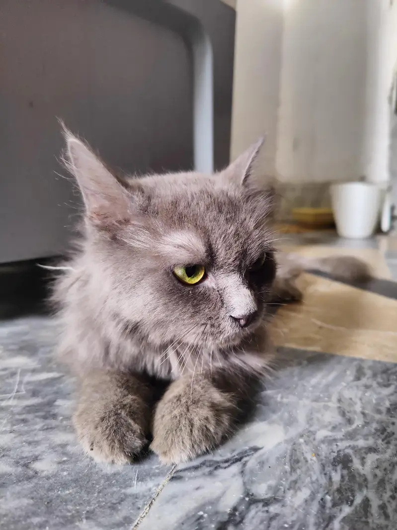 persian female grey cat — photo 3
