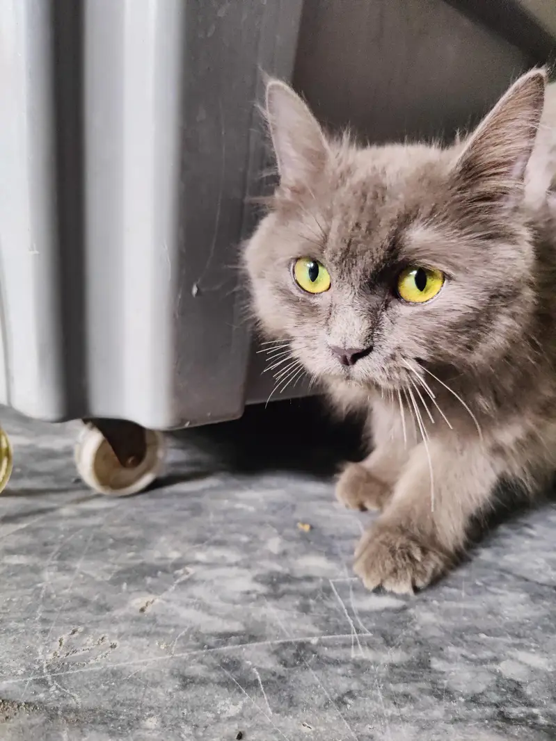 persian female grey cat — photo 4