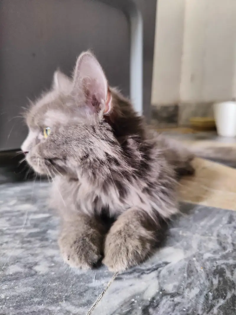 persian female grey cat — photo 5
