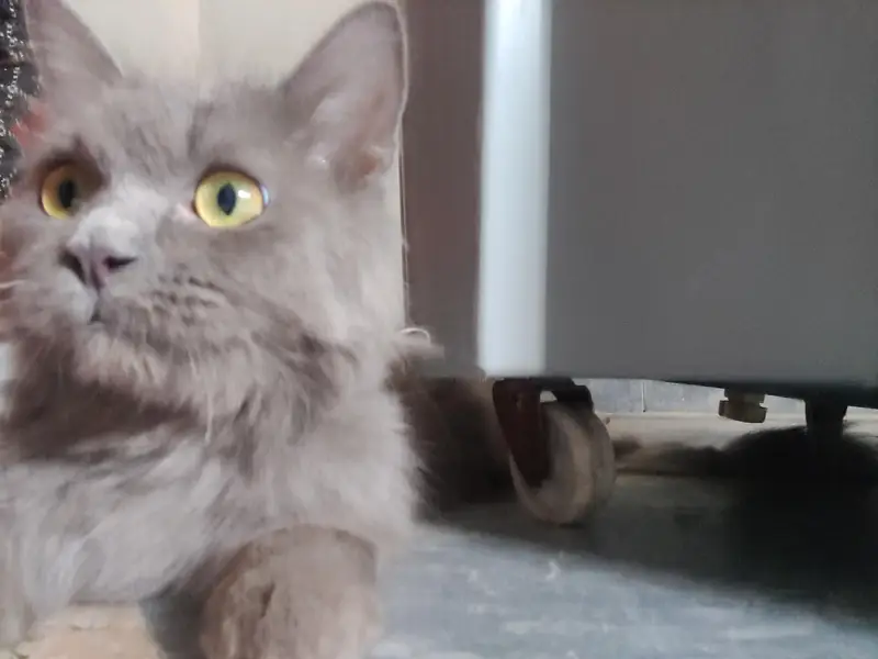 persian female grey cat — photo 6