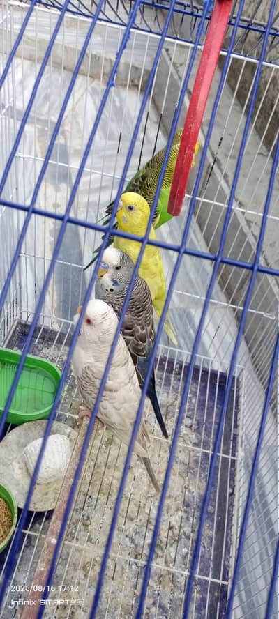 Beautiful and active budgies ready for breed.