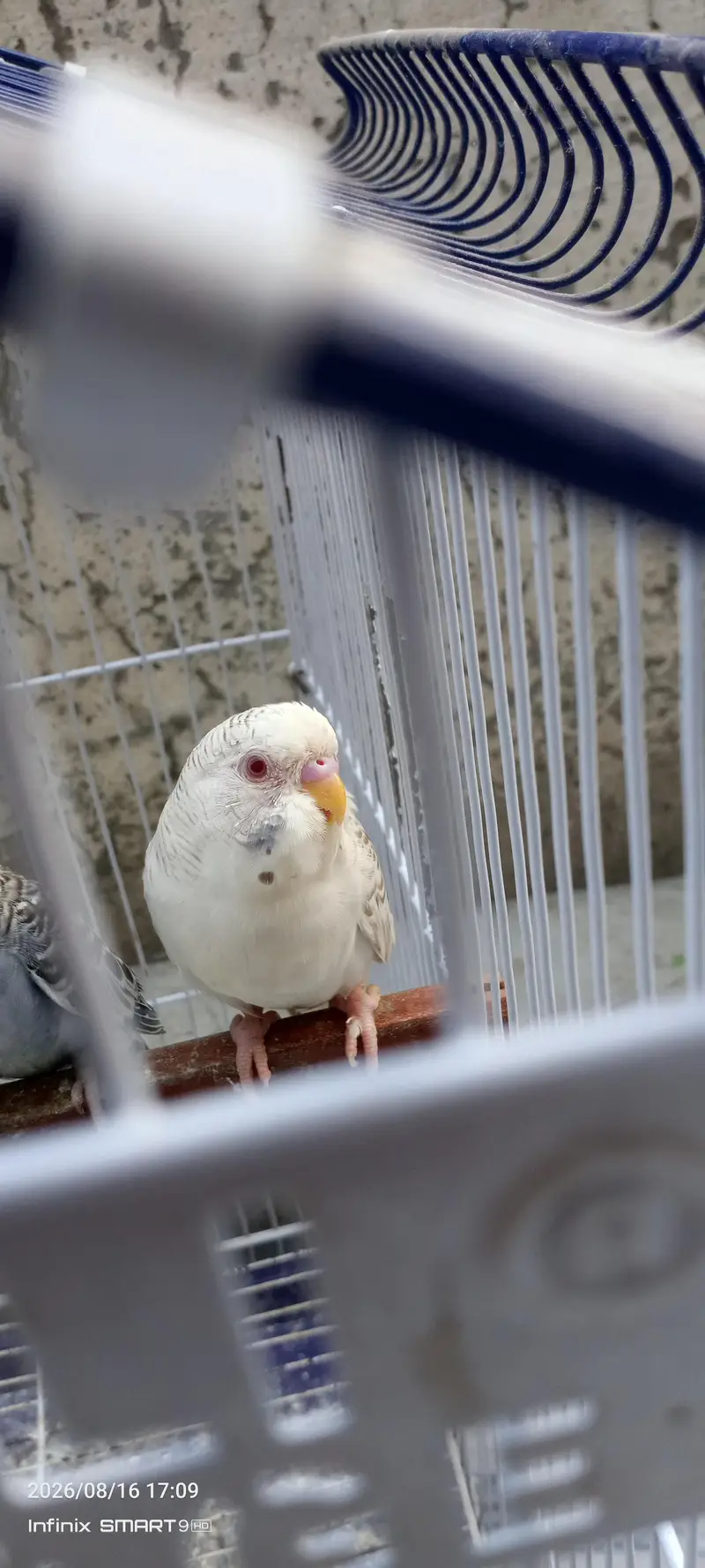 Beautiful and active budgies ready for breed. — photo 2