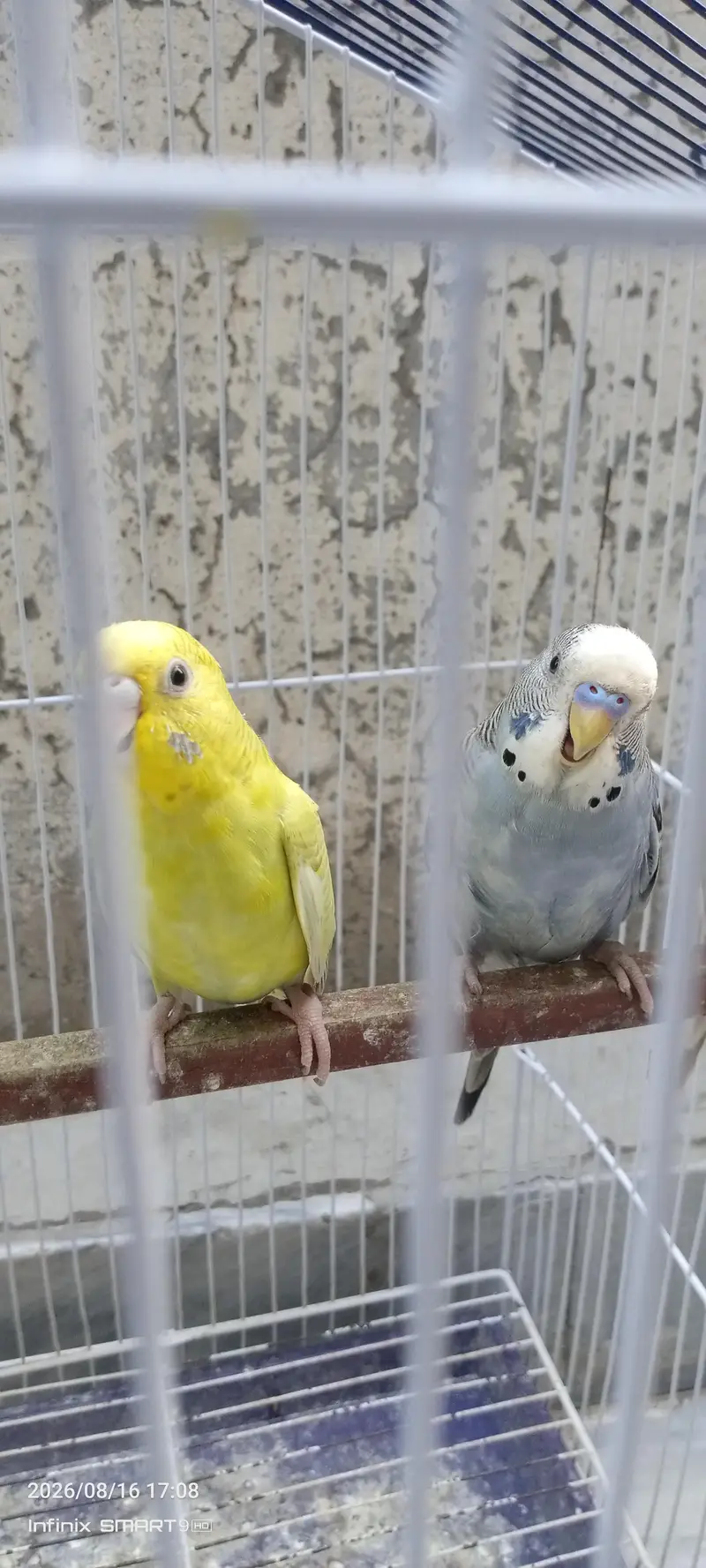 Beautiful and active budgies ready for breed. — photo 3