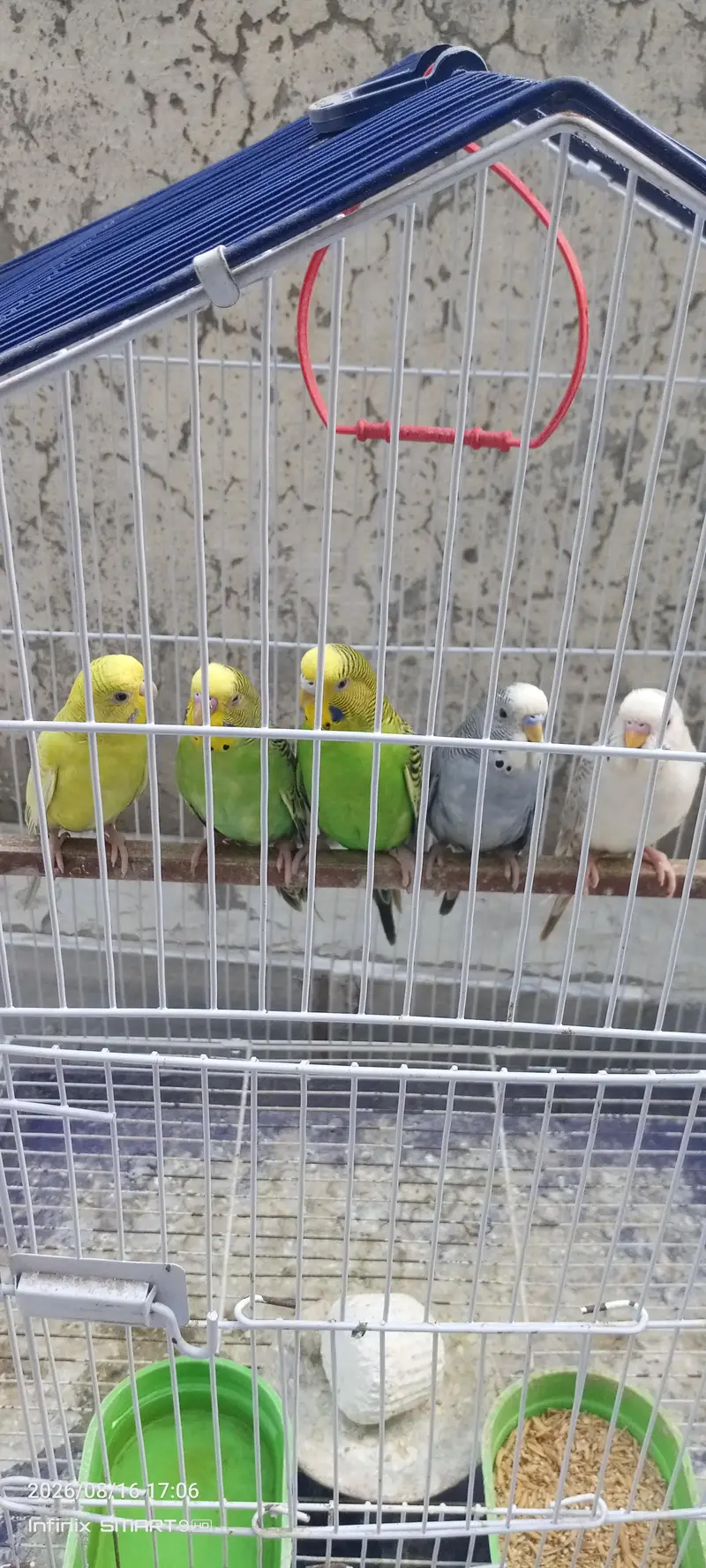 Beautiful and active budgies ready for breed. — photo 4