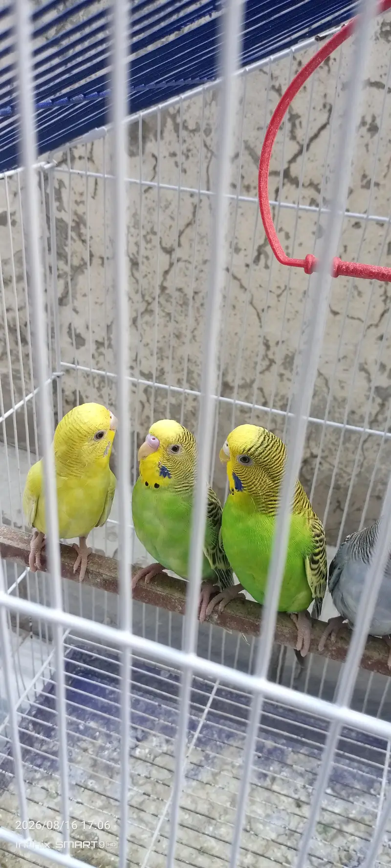 Beautiful and active budgies ready for breed. — photo 5