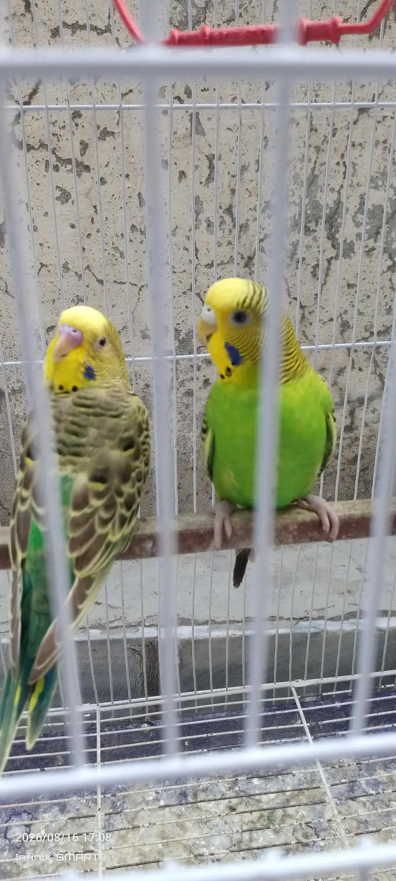Beautiful and active budgies ready for breed. — photo 6