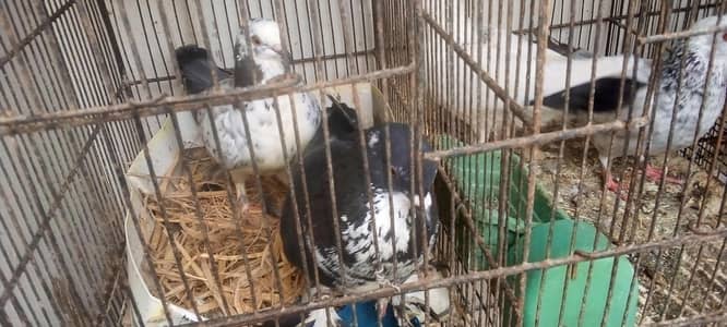 pigeons 5 pair available for breed vip pigeons contact 03422956864