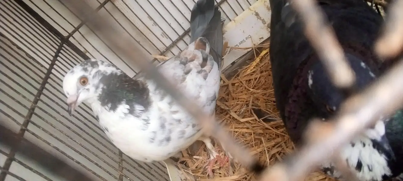 pigeons 5 pair available for breed vip pigeons contact 03422956864 — photo 2