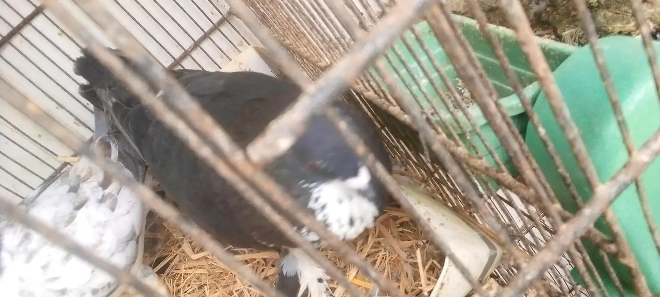 pigeons 5 pair available for breed vip pigeons contact 03422956864 — photo 3