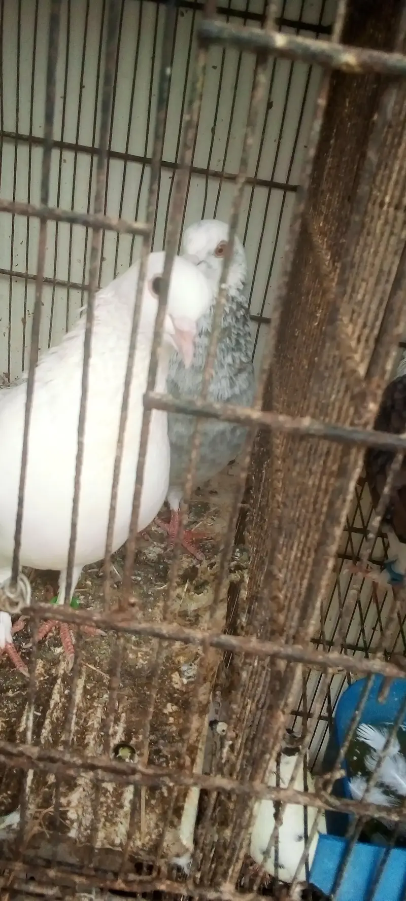 pigeons 5 pair available for breed vip pigeons contact 03422956864 — photo 4