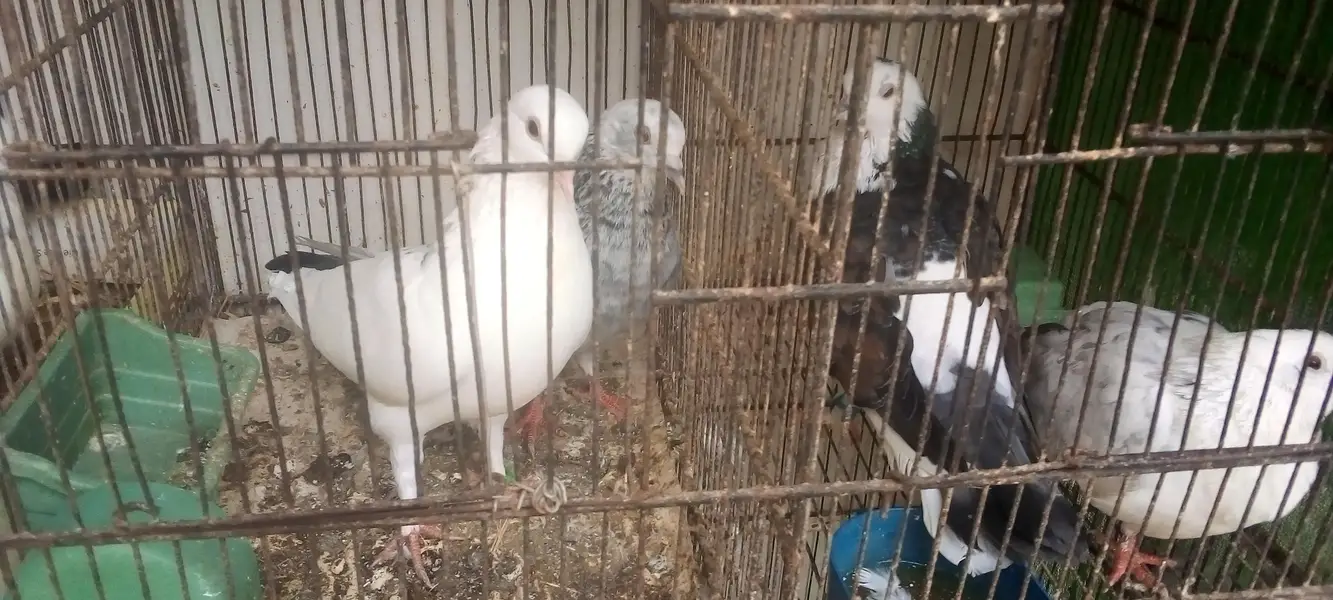 pigeons 5 pair available for breed vip pigeons contact 03422956864 — photo 5