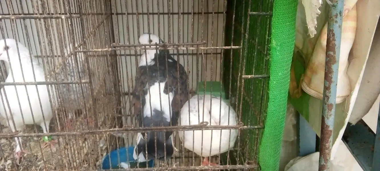 pigeons 5 pair available for breed vip pigeons contact 03422956864 — photo 6