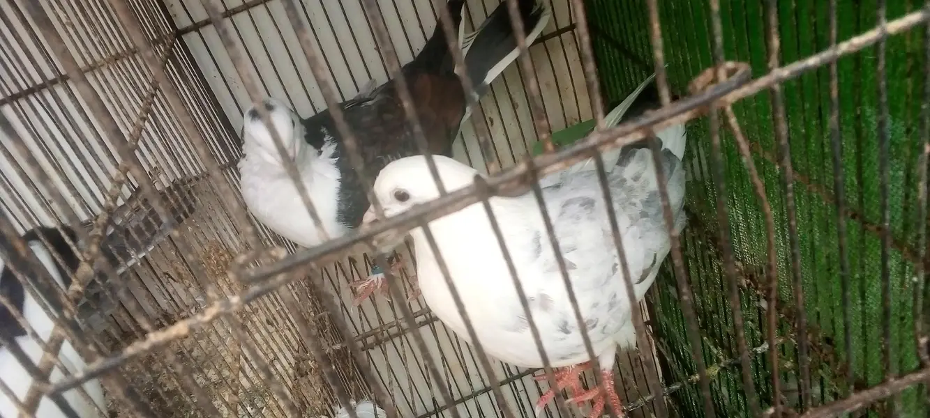 pigeons 5 pair available for breed vip pigeons contact 03422956864 — photo 7