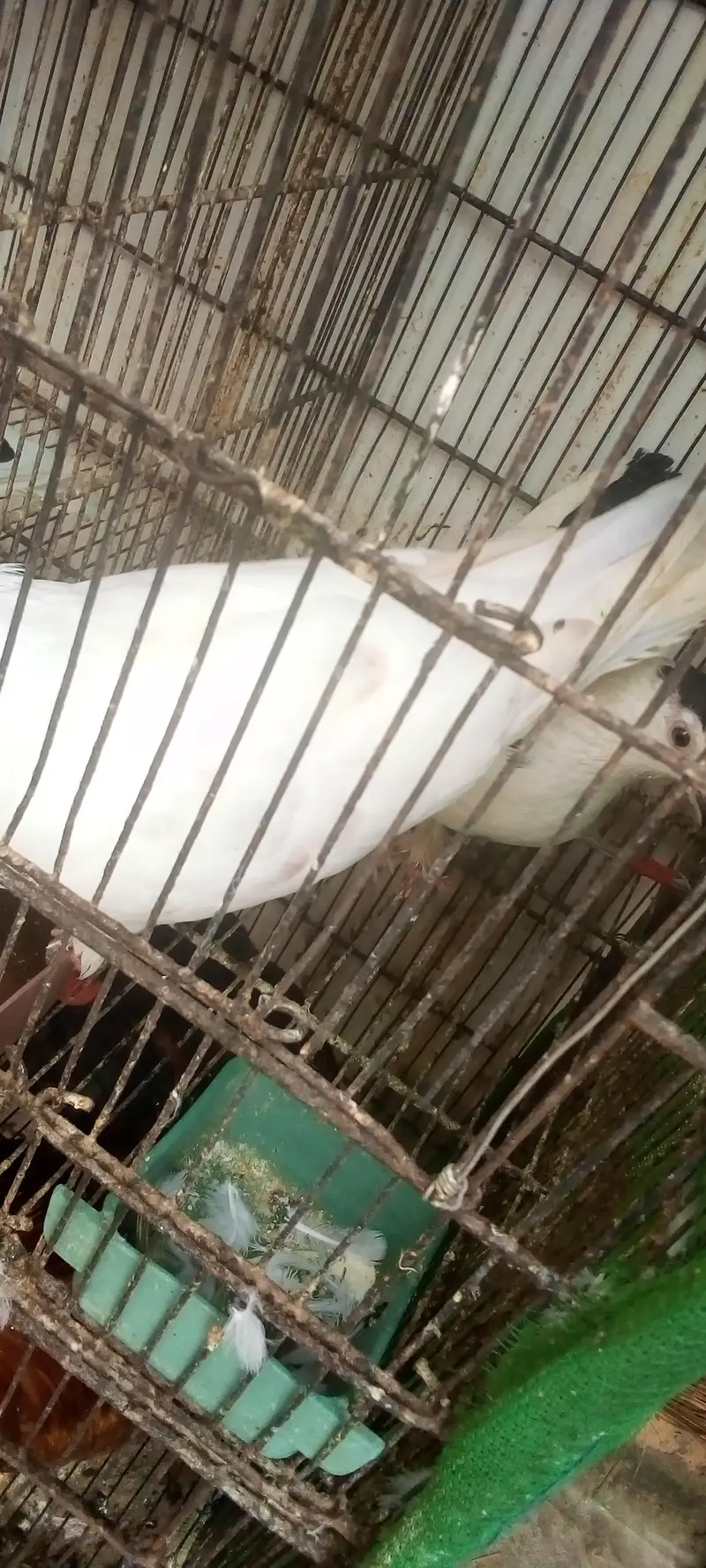 pigeons 5 pair available for breed vip pigeons contact 03422956864 — photo 8