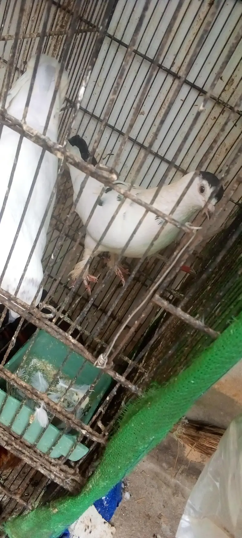 pigeons 5 pair available for breed vip pigeons contact 03422956864 — photo 9