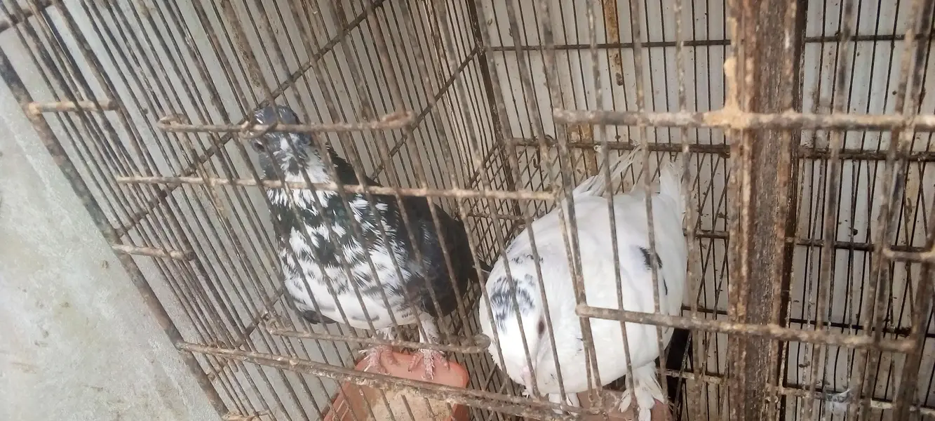pigeons 5 pair available for breed vip pigeons contact 03422956864 — photo 10