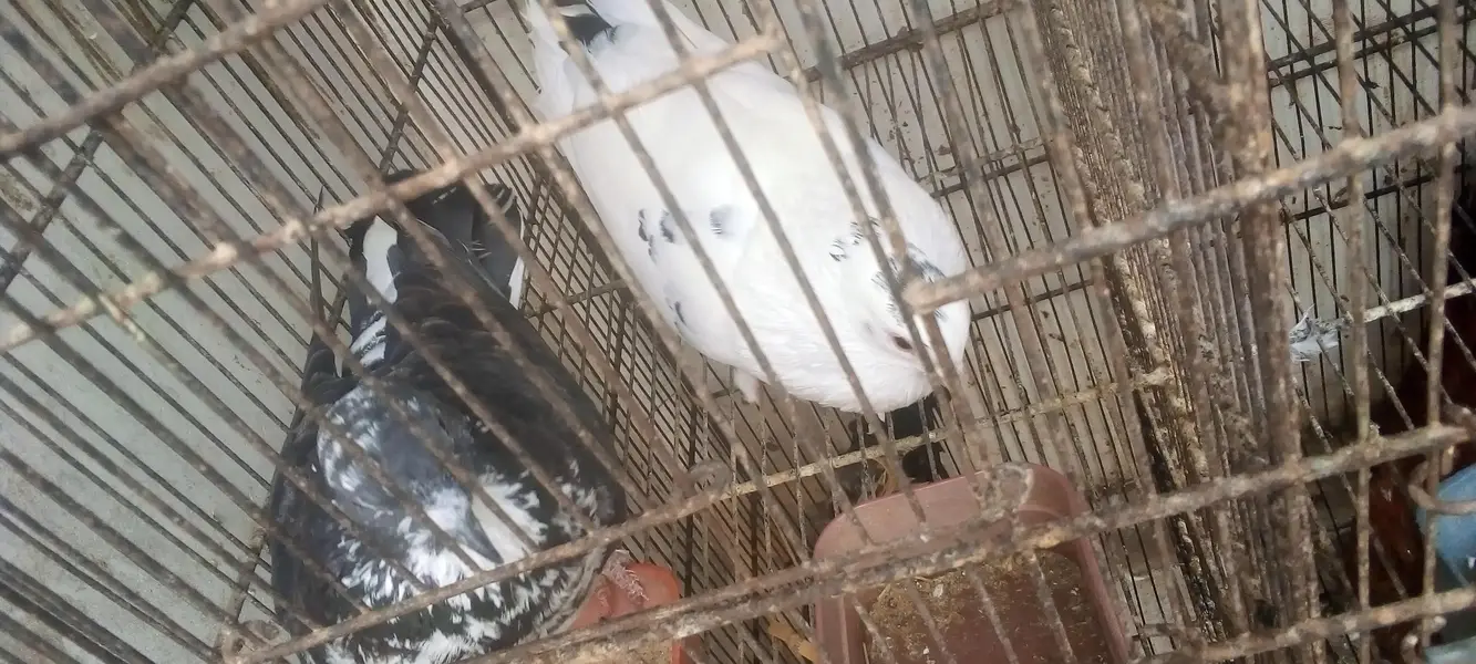 pigeons 5 pair available for breed vip pigeons contact 03422956864 — photo 11