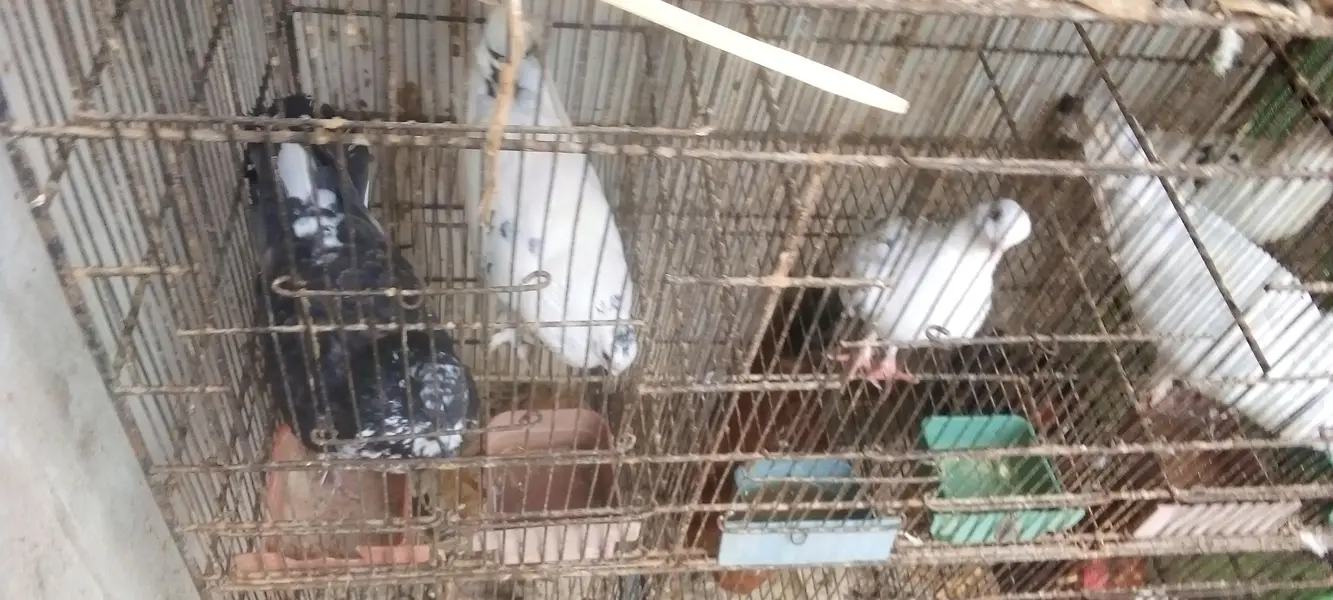 pigeons 5 pair available for breed vip pigeons contact 03422956864 — photo 12