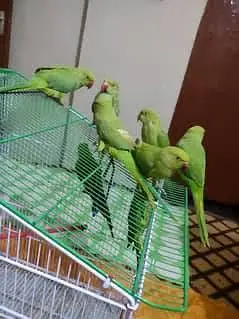 Pair of green parrot — photo 2