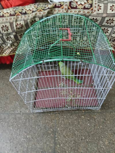 female parrot for sale