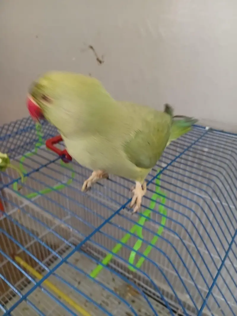 female parrot for sale — photo 2