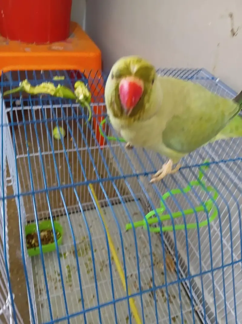 female parrot for sale — photo 3