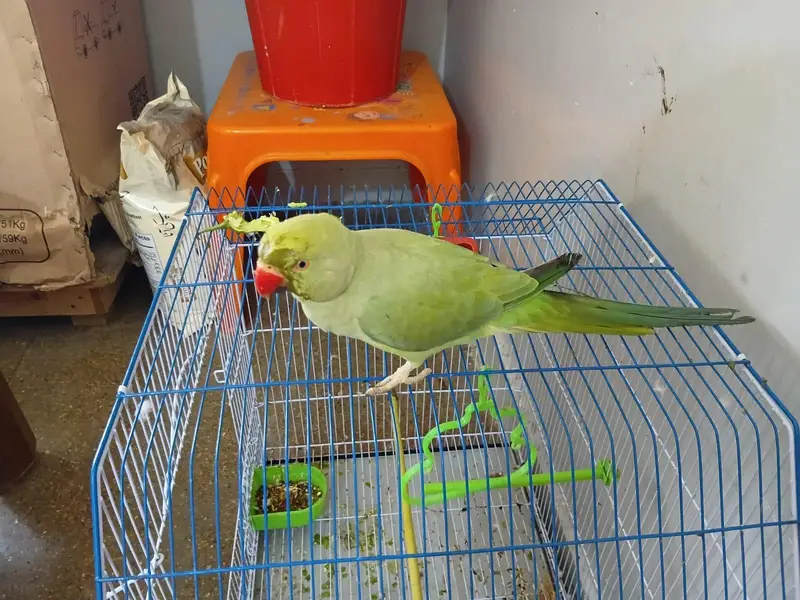 female parrot for sale — photo 4