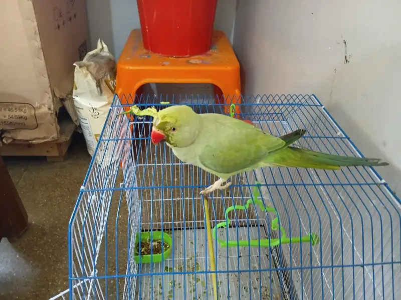 female parrot for sale — photo 6