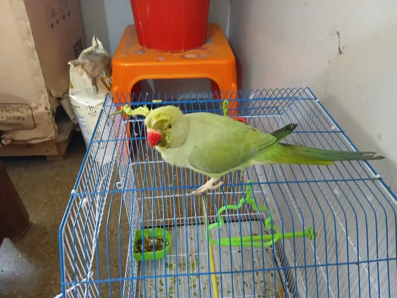 female parrot for sale — photo 7