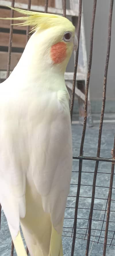 cocktail parrot for sale