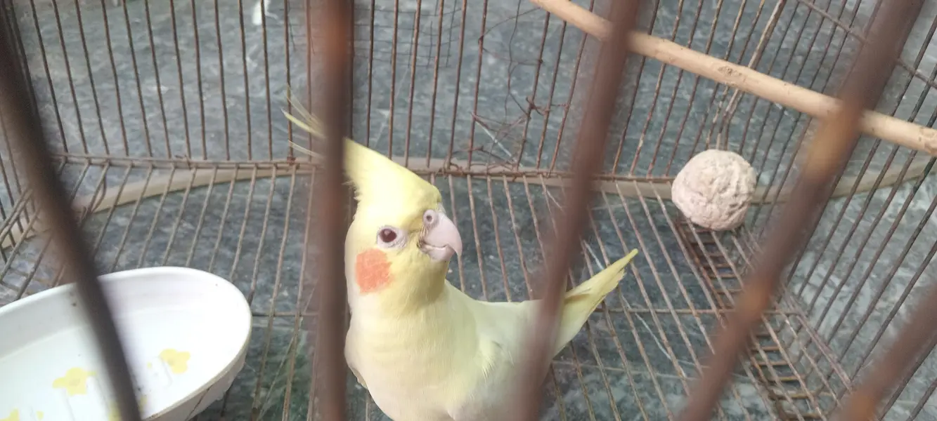 cocktail parrot for sale — photo 2