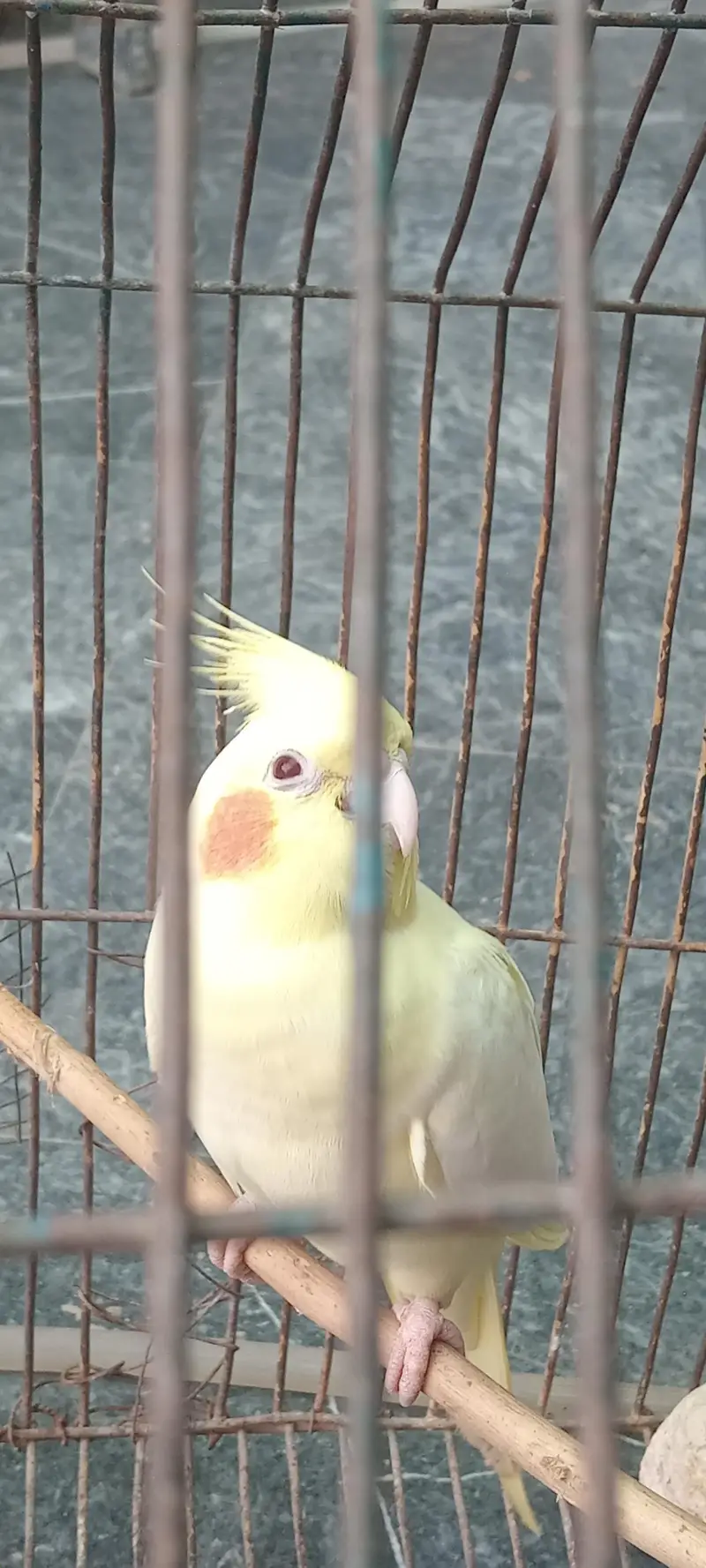 cocktail parrot for sale — photo 3