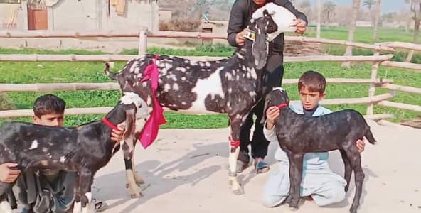 kambori Bakri for Sale Call 03242700765