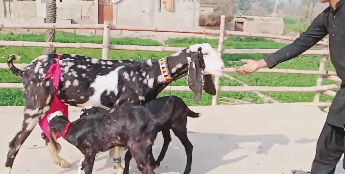 kambori Bakri for Sale Call 03242700765 — photo 2