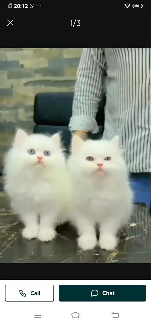 Persian cat for sale male or female my WhatsApp320=81=75=394 — photo 2