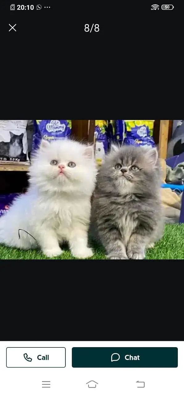 Persian cat for sale male or female my WhatsApp320=81=75=394 — photo 3