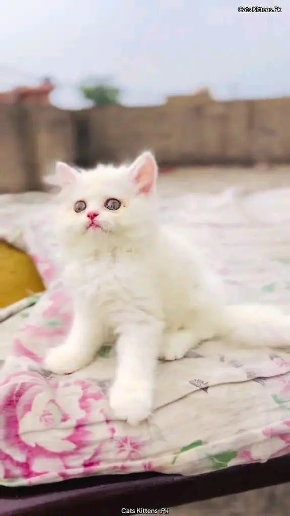 Persian cat for sale male or female my WhatsApp320=81=75=394 — photo 3