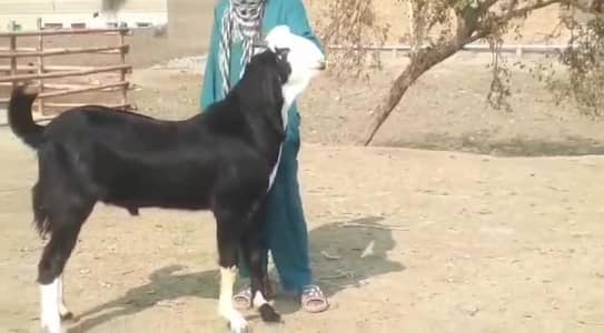 desi Bakra for Sale Mashallah Call  03490704921
