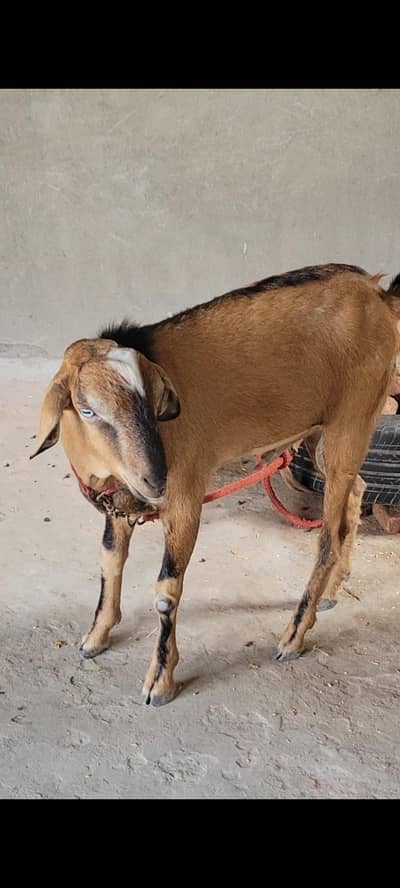 Dragi bakri nd Teddy bakra