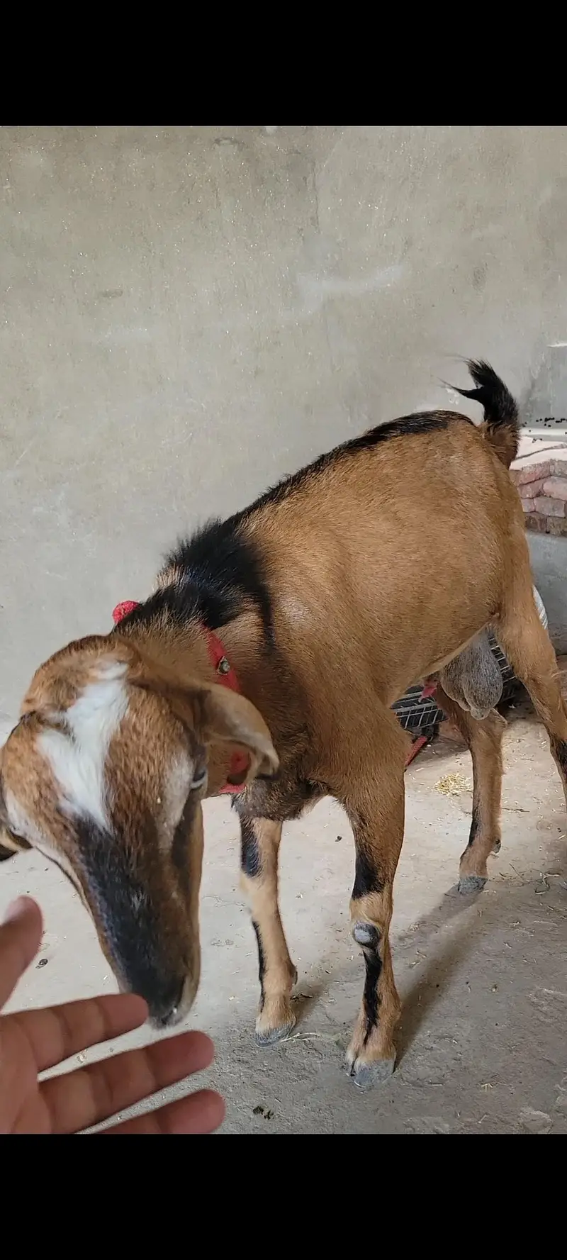Dragi bakri nd Teddy bakra — photo 2