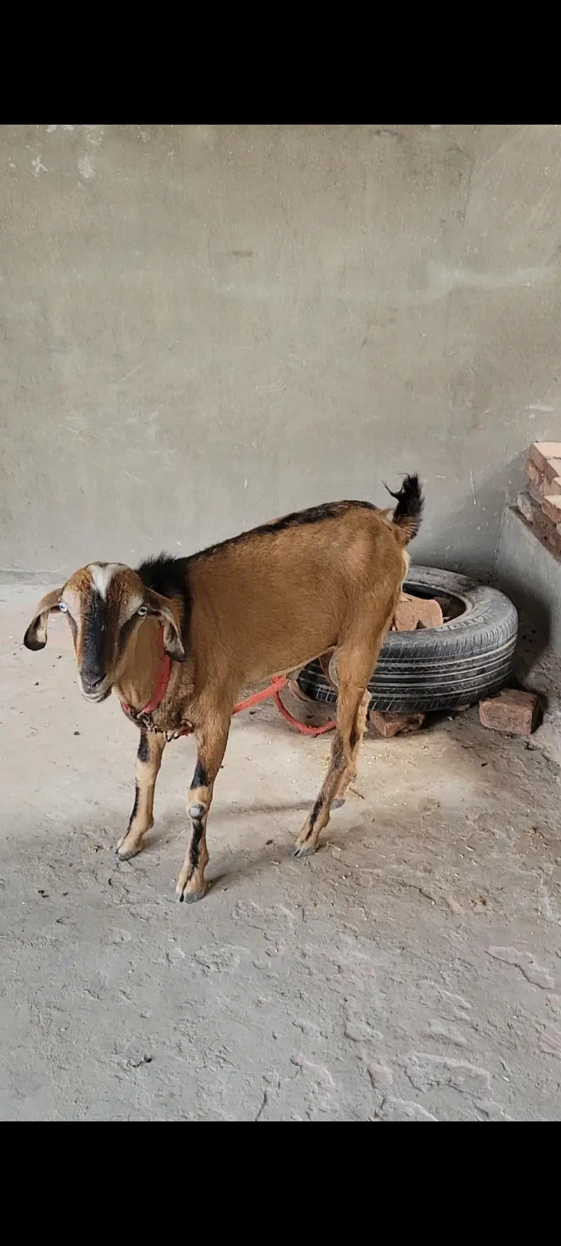 Dragi bakri nd Teddy bakra — photo 3