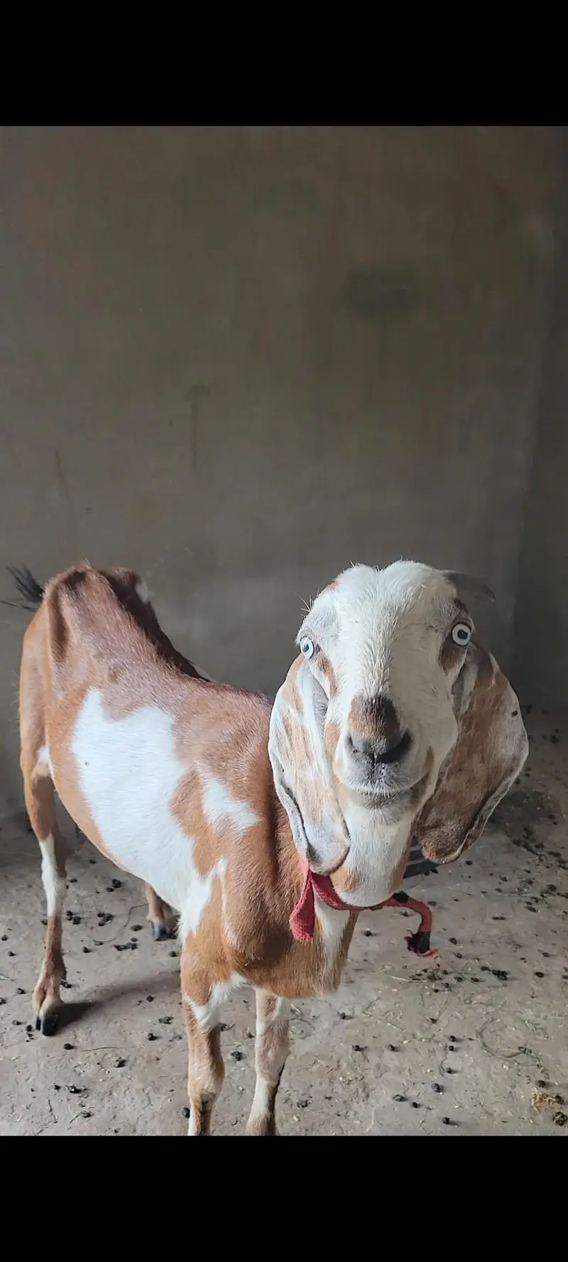 Dragi bakri nd Teddy bakra — photo 6