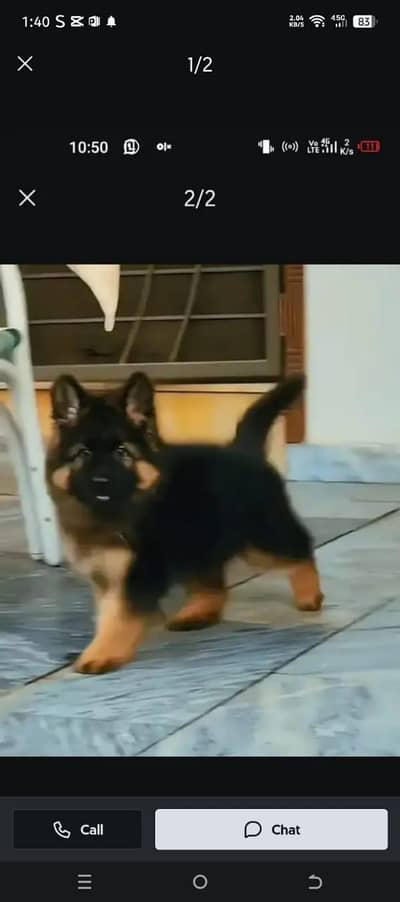 German Shepherd dog for sale male my WhatsApp number320=81=75=394